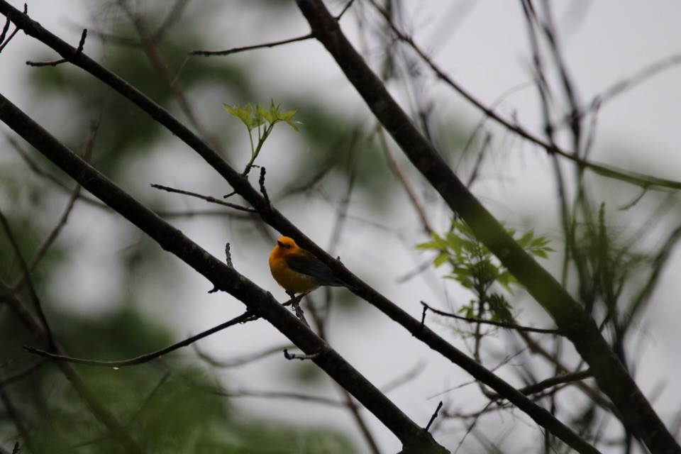 Prothonotary Warbler - ML617746464