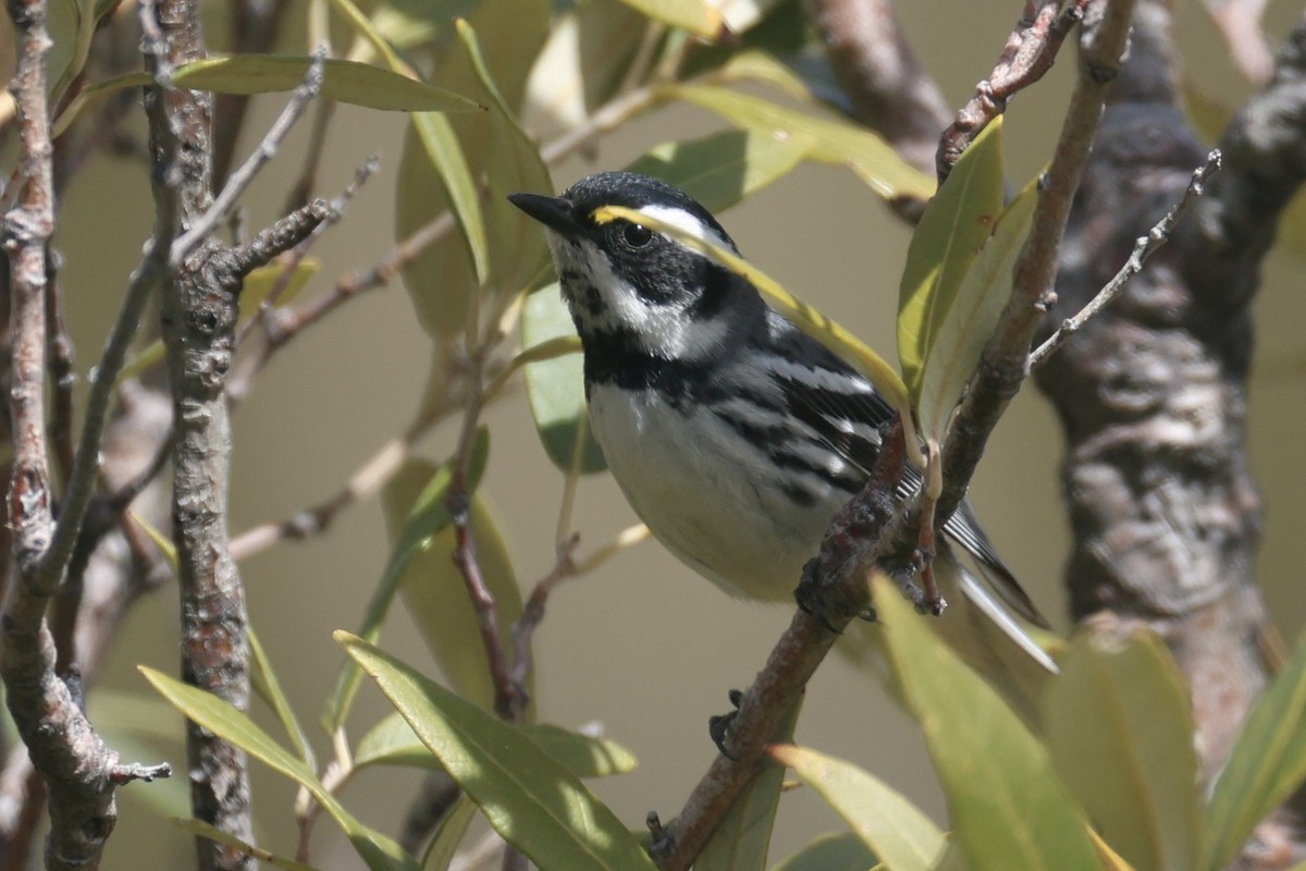 Black-throated Gray Warbler - Ryan Terrill