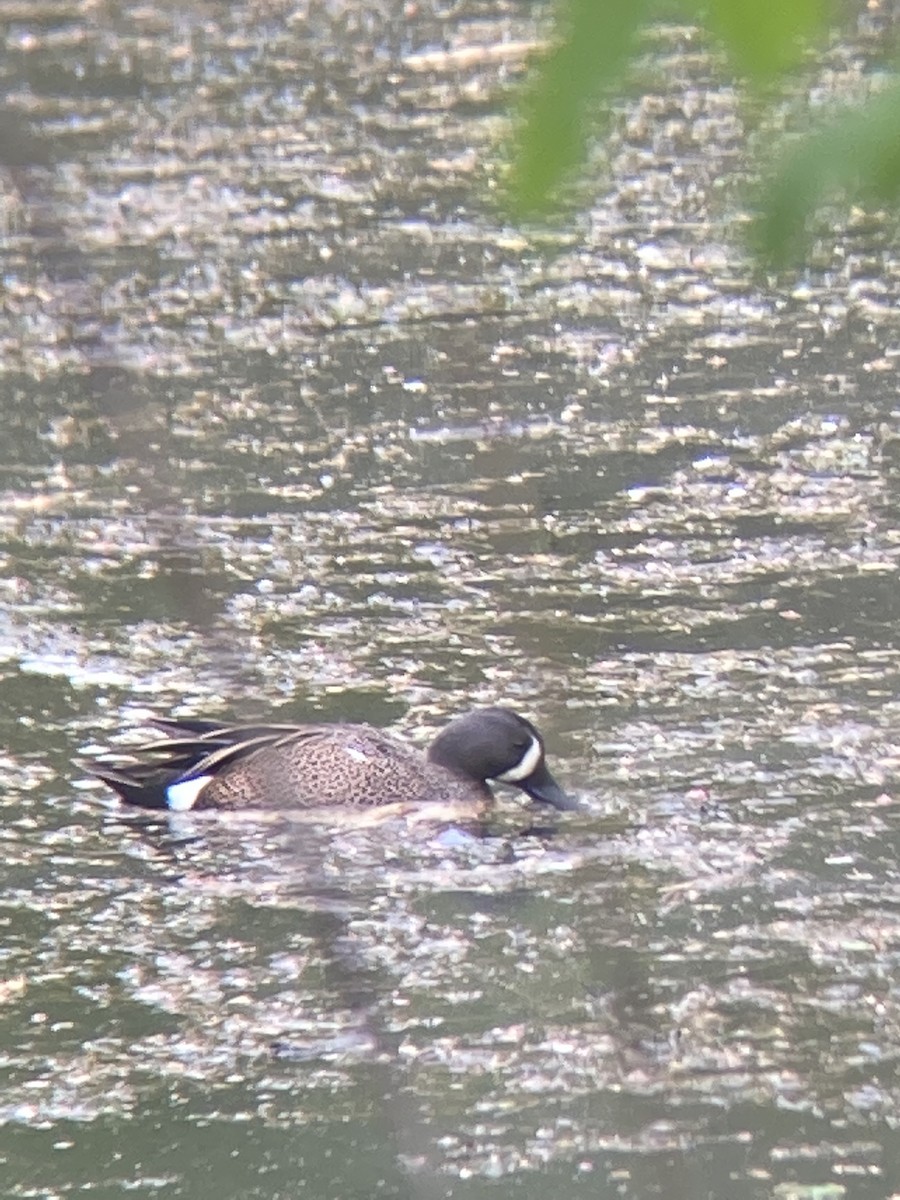 Blue-winged Teal - Desmond O'Donovan