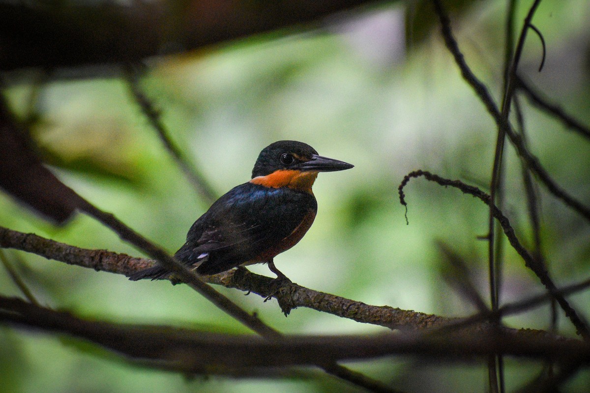 American Pygmy Kingfisher - Noah Price