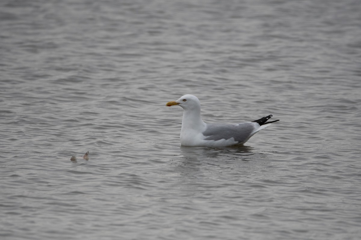 Herring Gull - Candice Lowther