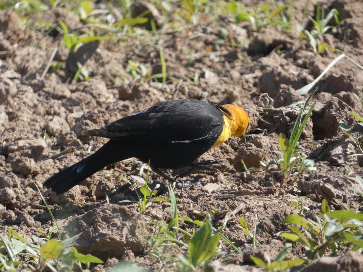 Yellow-headed Blackbird - ML617746514
