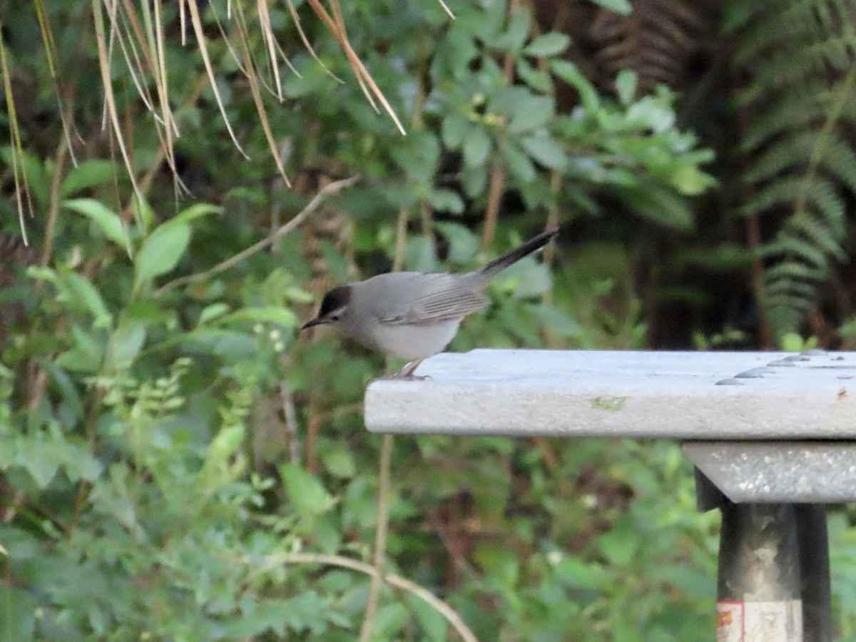 Gray Catbird - ML617746518