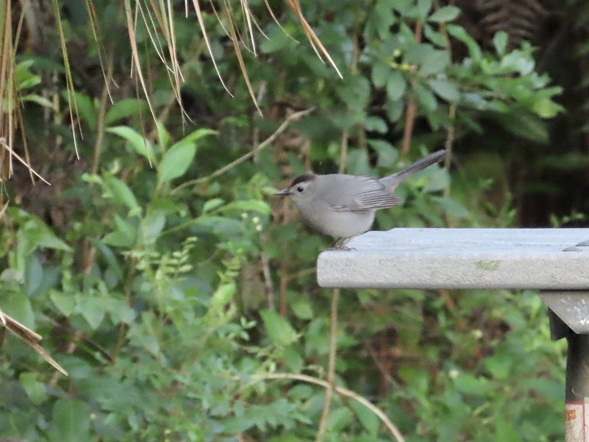 Gray Catbird - ML617746520