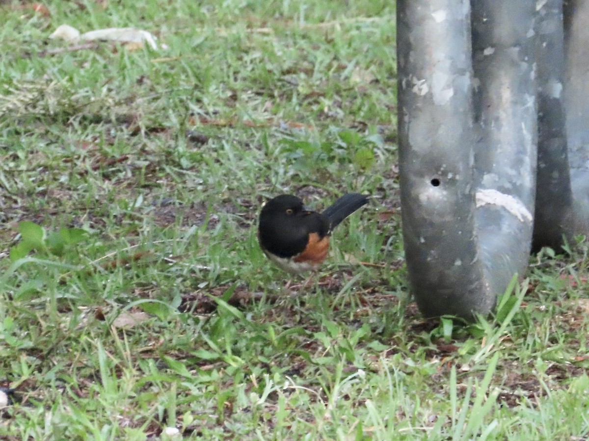 Eastern Towhee (White-eyed) - ML617746525