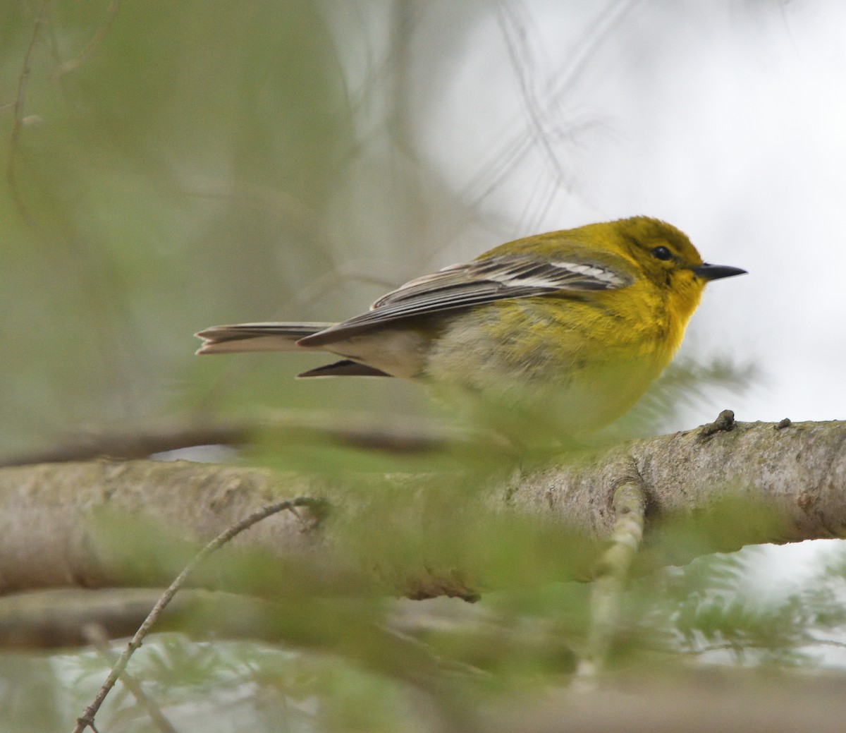 Pine Warbler - ML617746579