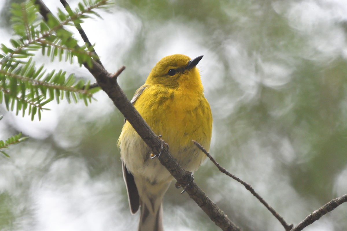 Pine Warbler - Louis Lemay