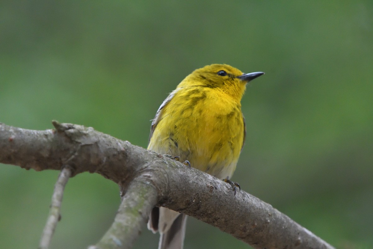 Pine Warbler - ML617746583