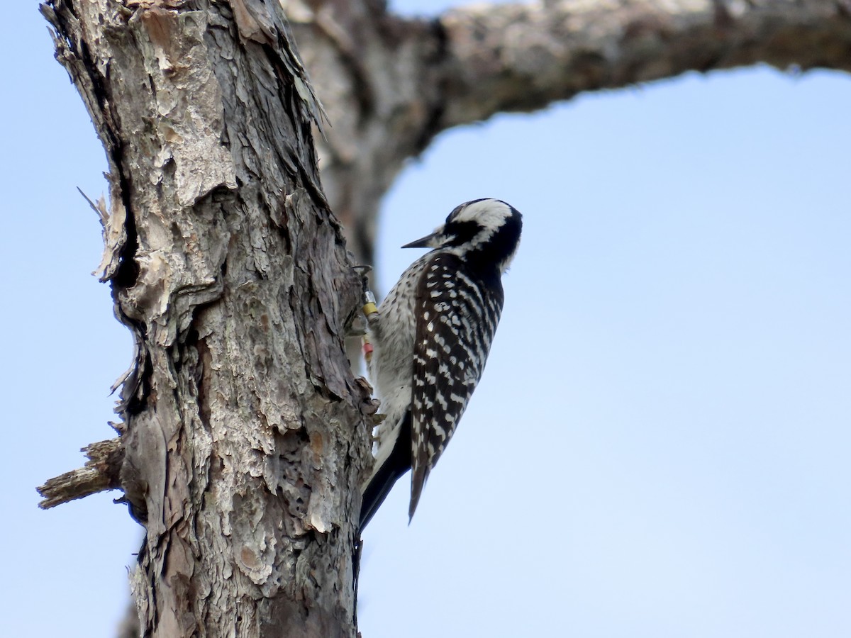 Red-cockaded Woodpecker - ML617746616