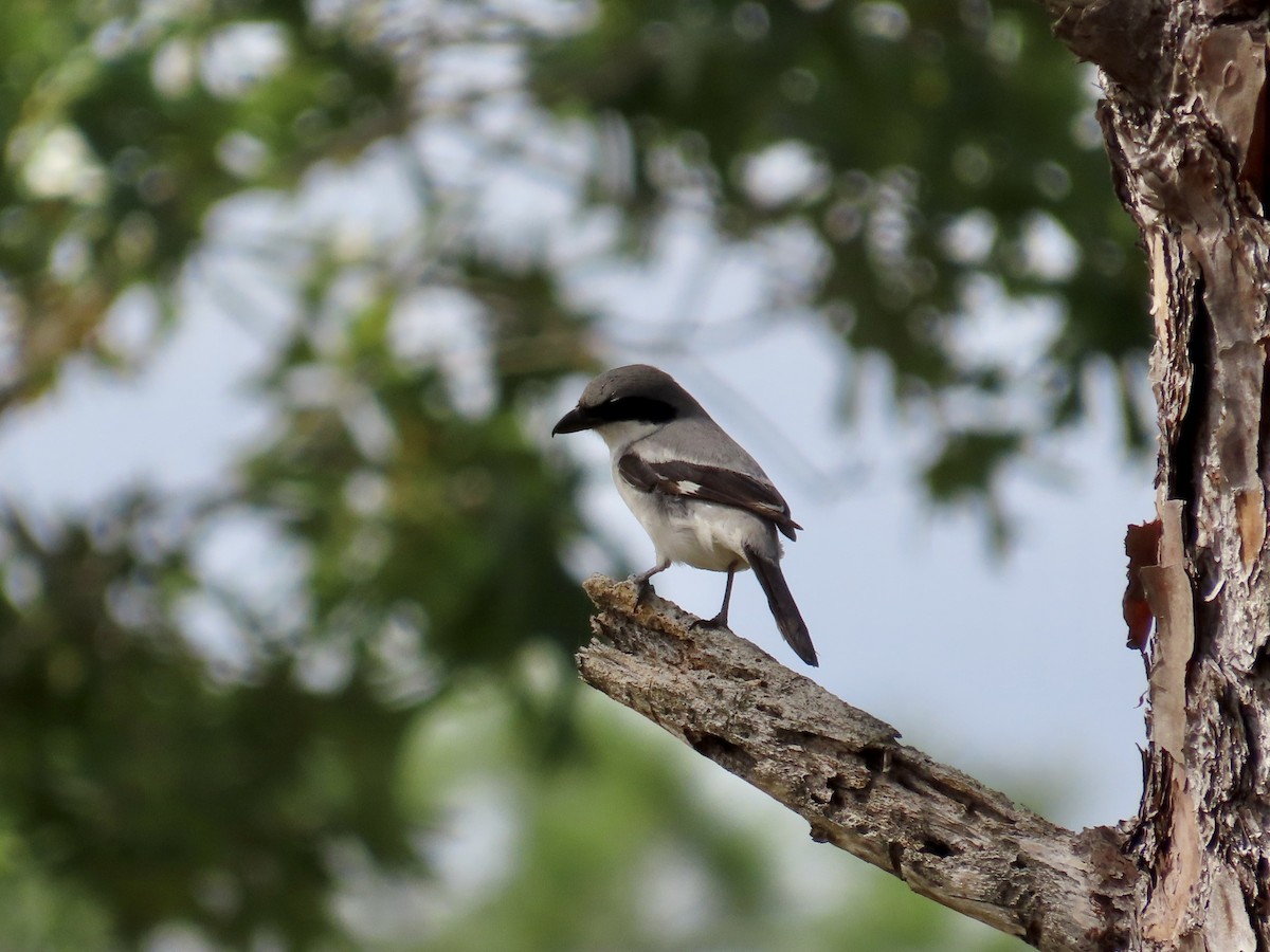 Loggerhead Shrike - ML617746668