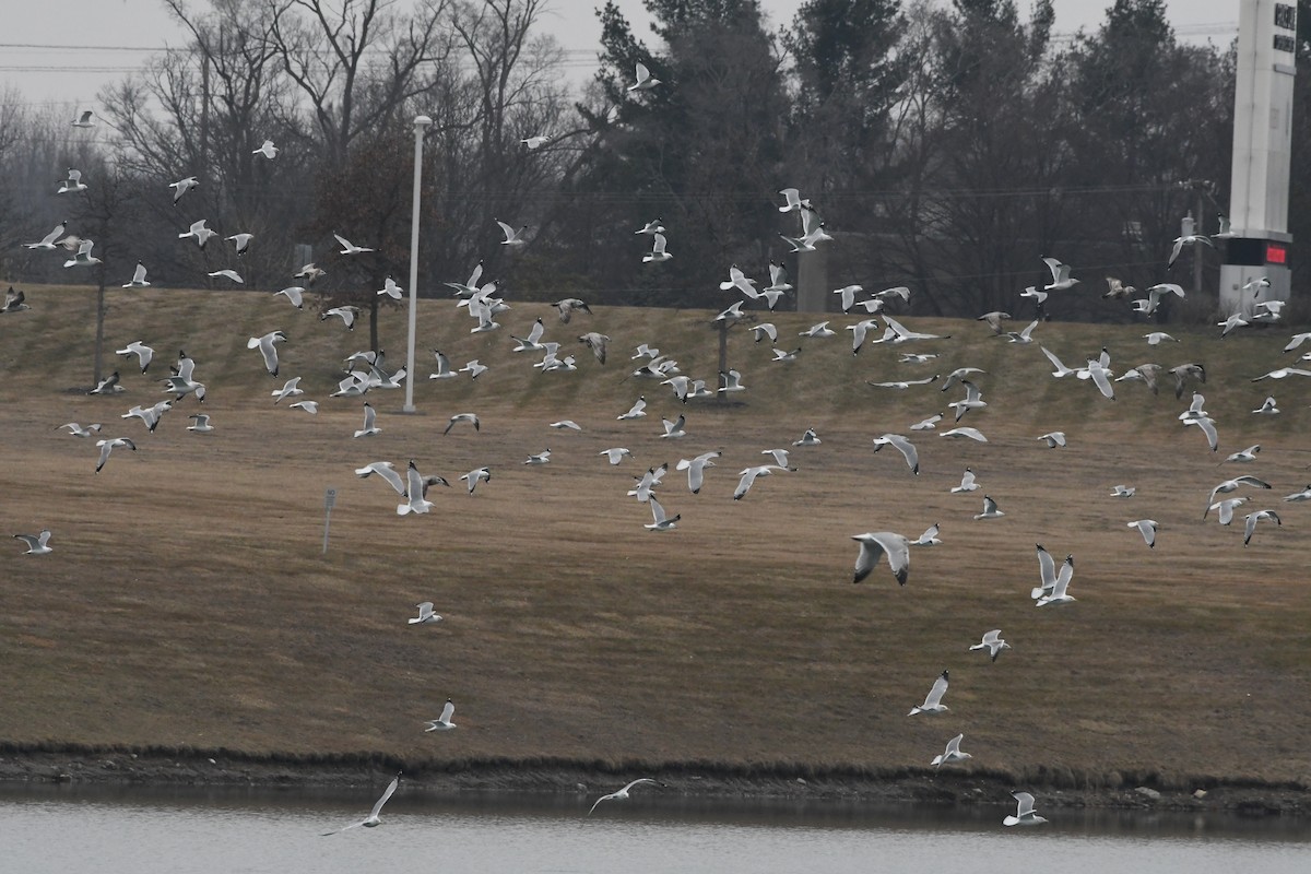 Ring-billed Gull - ML617746681