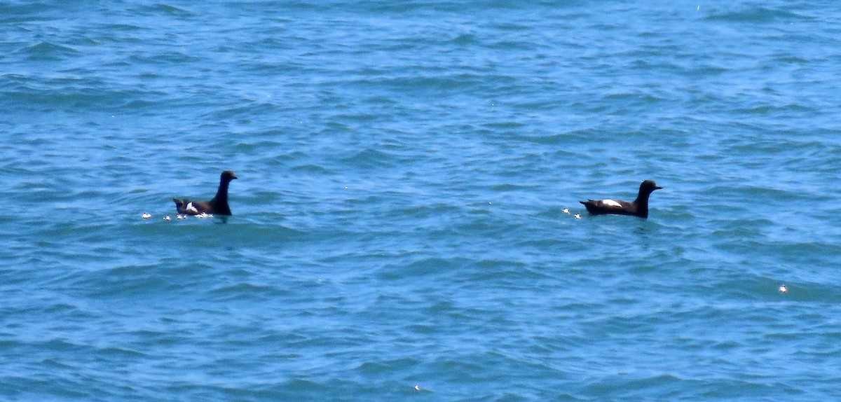 Pigeon Guillemot - ML617746682