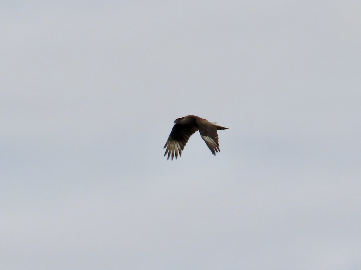 Caracara huppé - ML617746727