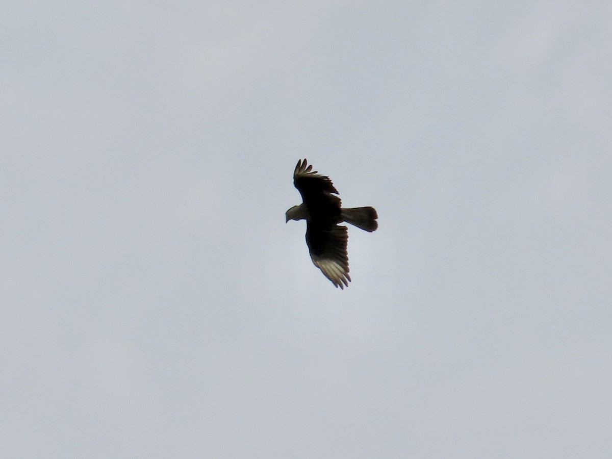 Crested Caracara - ML617746729