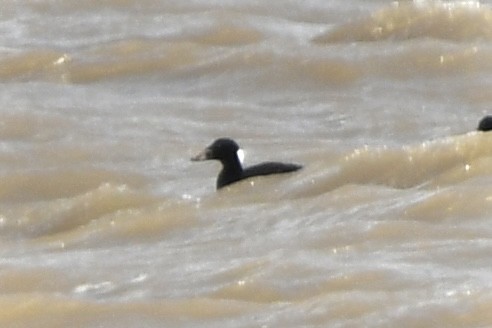 Surf Scoter - ML617746764