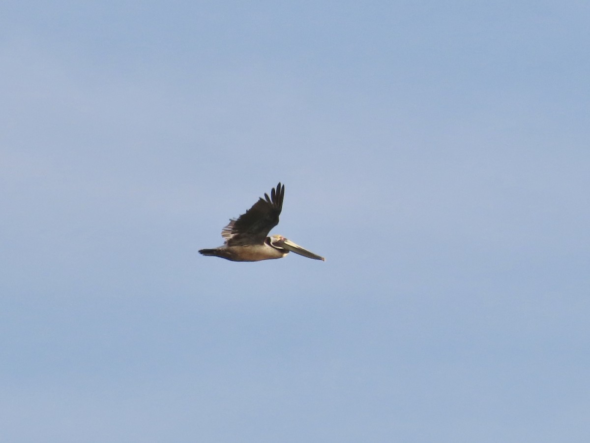 pelikán hnědý (ssp. carolinensis) - ML617746796