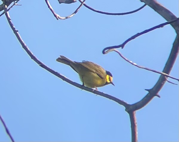 Hooded Warbler - Billy McCaslin