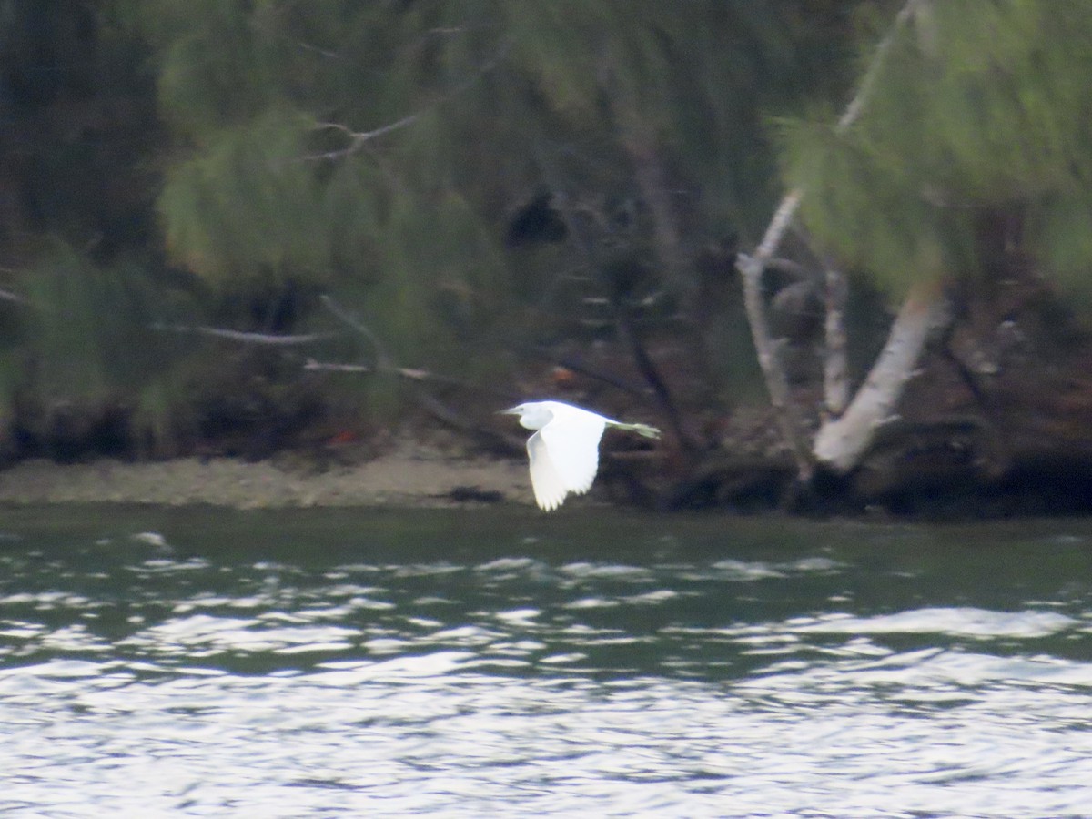 Little Blue Heron - ML617746805