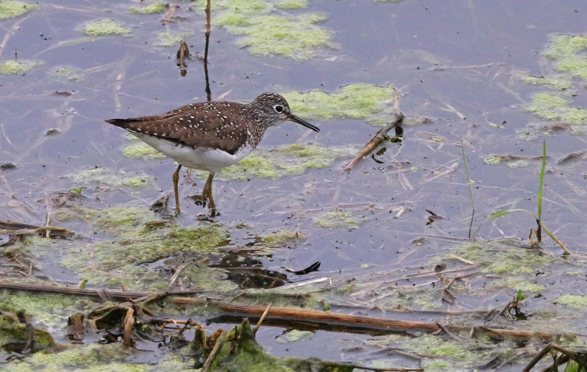 Solitary Sandpiper - Mark Nale