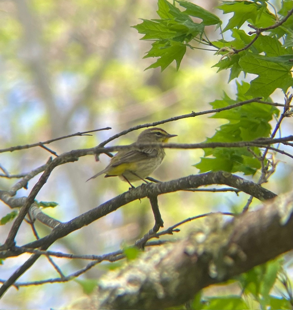 Palm Warbler - ML617746832