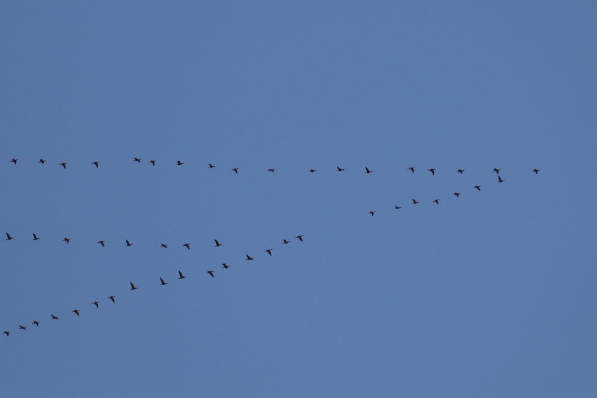 Double-crested Cormorant - Levi Sheridan