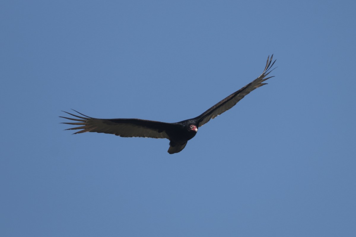 Turkey Vulture - ML617746849