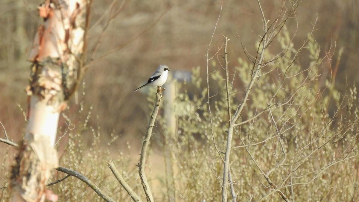 Pie-grièche migratrice - ML617746853