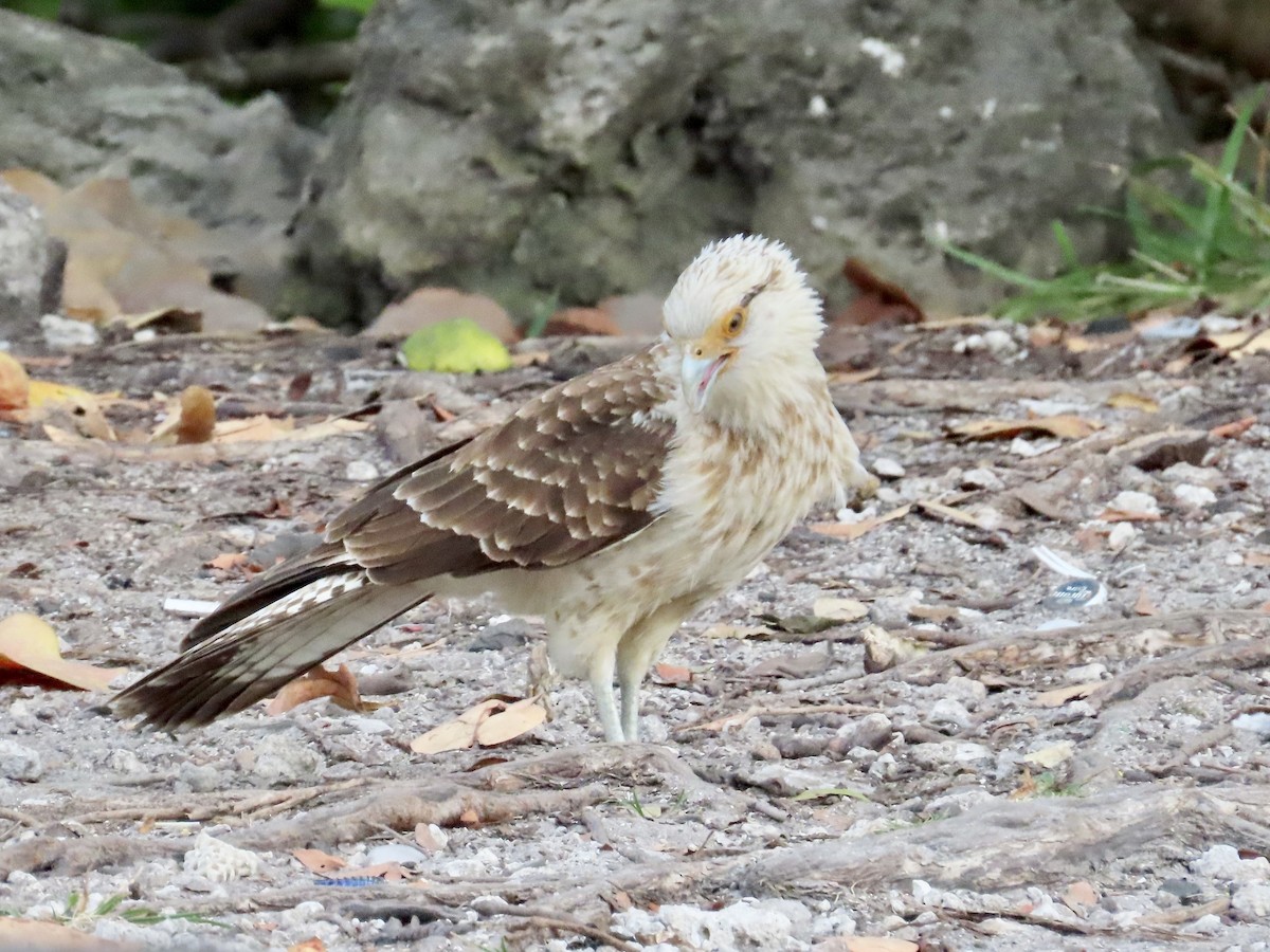 Yellow-headed Caracara - Joshua Emm