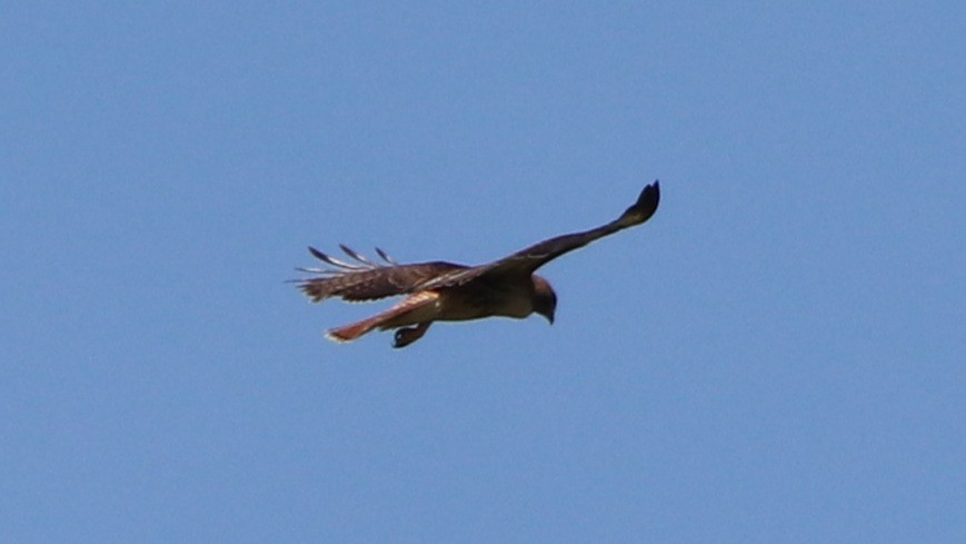 Red-tailed Hawk - ML617746864