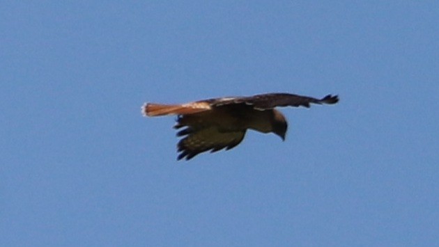 Red-tailed Hawk - ML617746865