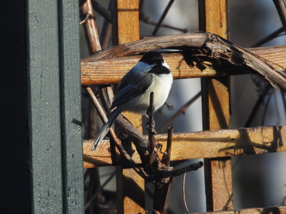 Black-capped Chickadee - dominic chartier🦤