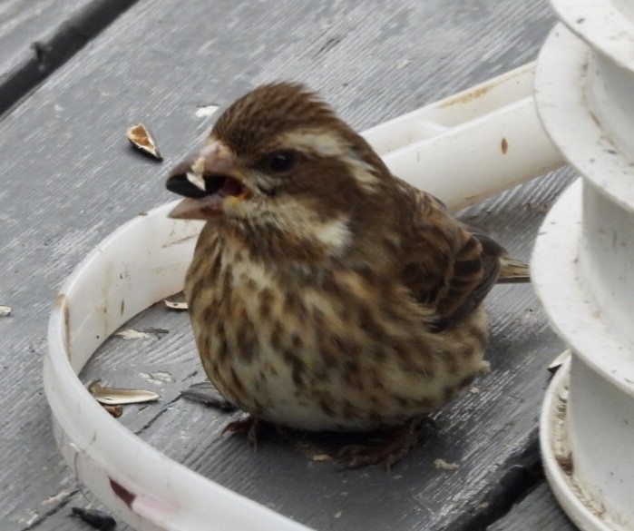 Purple Finch - dominic chartier🦤