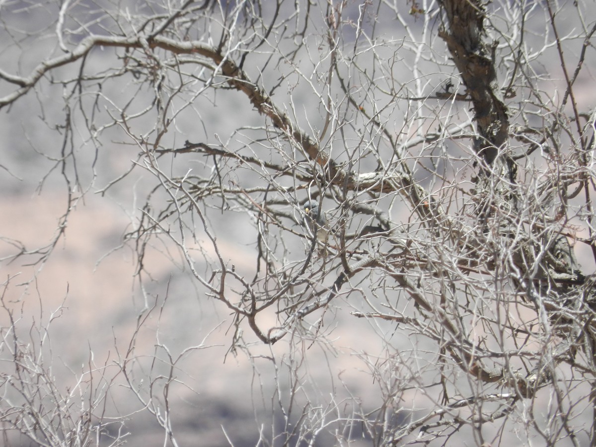 Band-tailed Seedeater - Martin Parisi