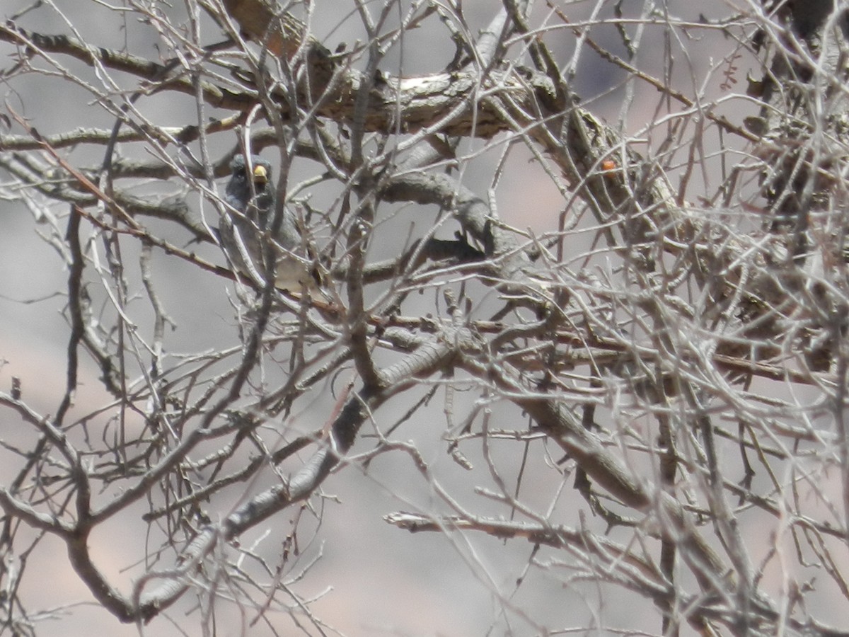 Band-tailed Seedeater - Martin Parisi