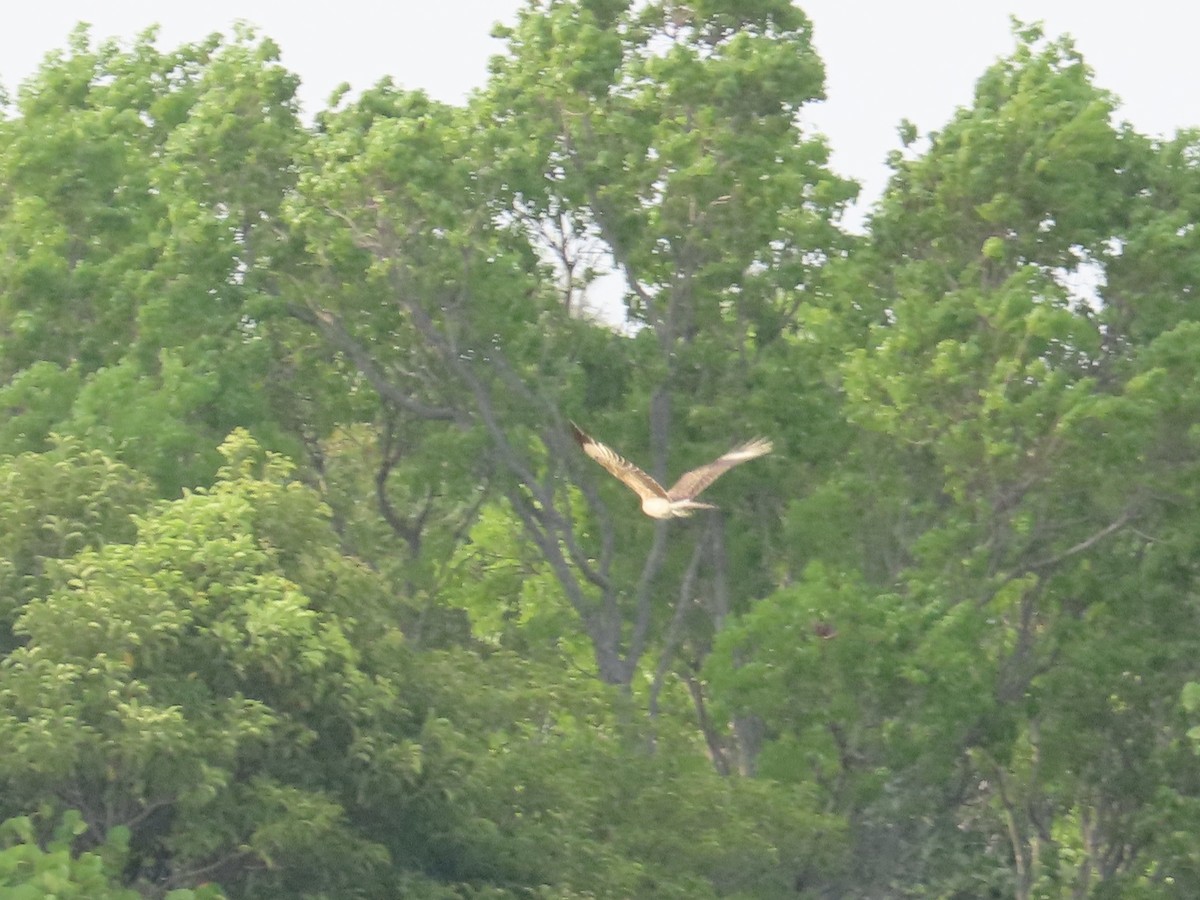 Caracara à tête jaune - ML617746946