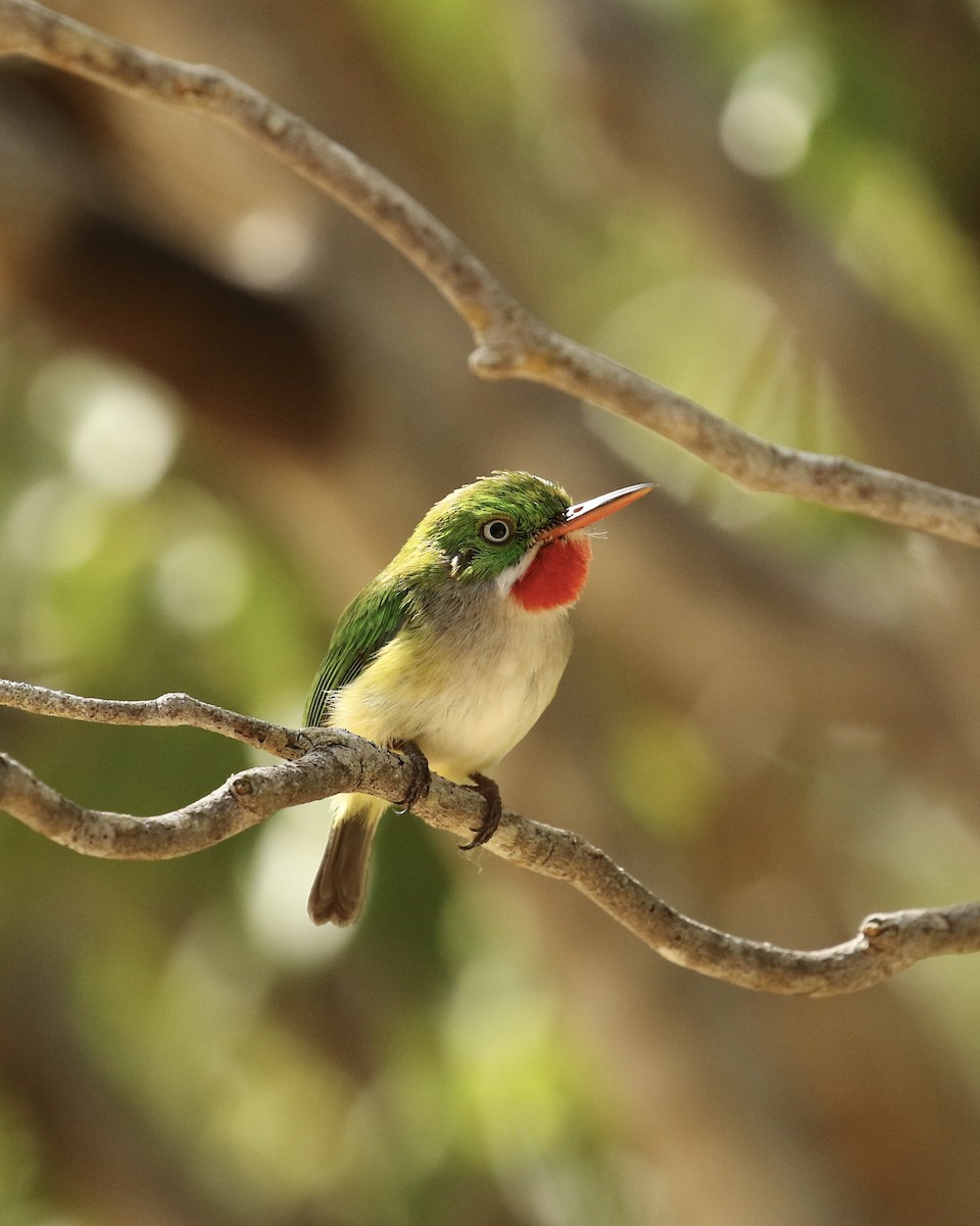 Puerto Rican Tody - Russ Morgan