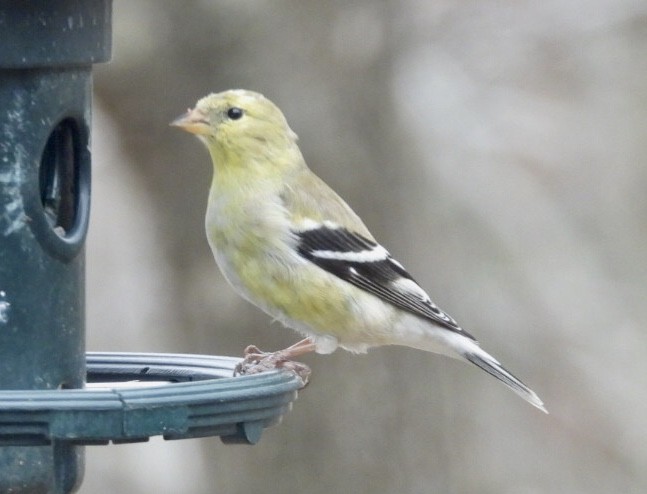 American Goldfinch - dominic chartier🦤