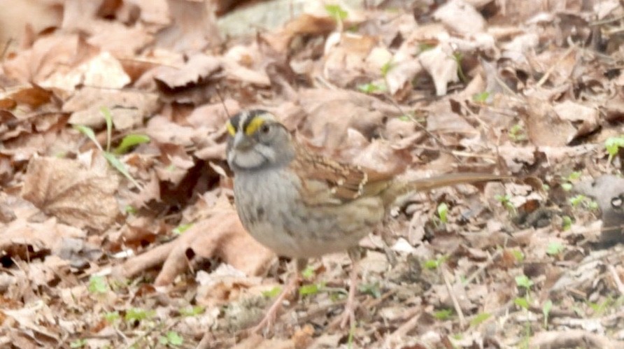 White-throated Sparrow - dominic chartier🦤