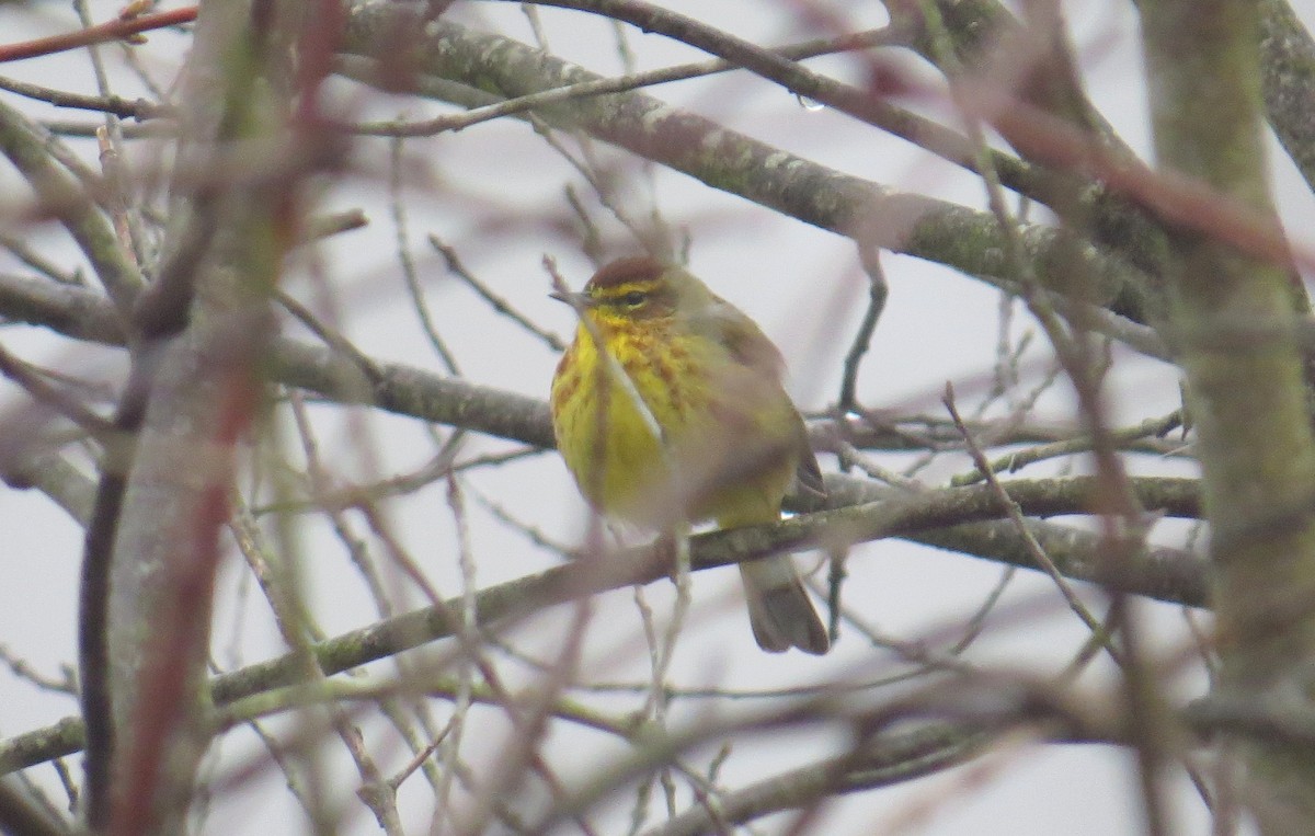 Palm Warbler (Yellow) - Sergey Pavlov