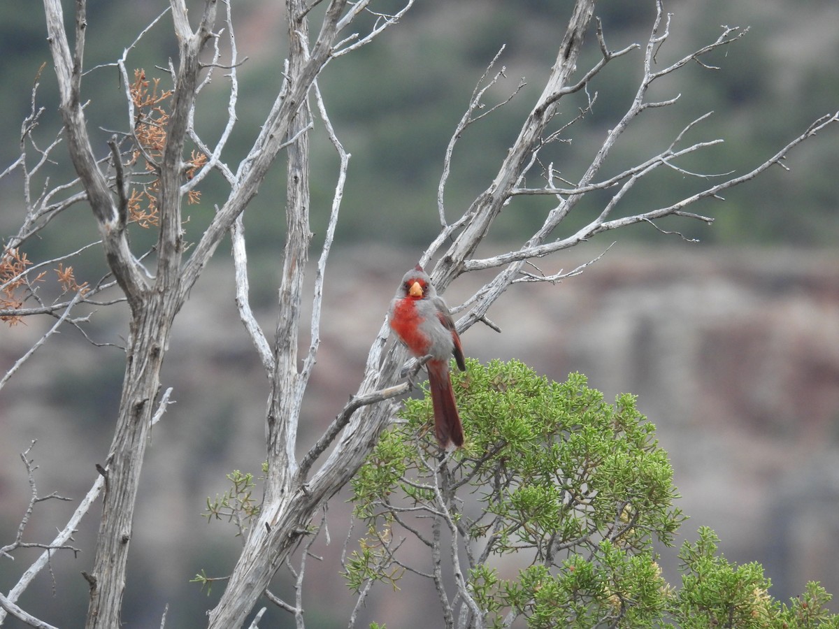 Pyrrhuloxia - ML617746999