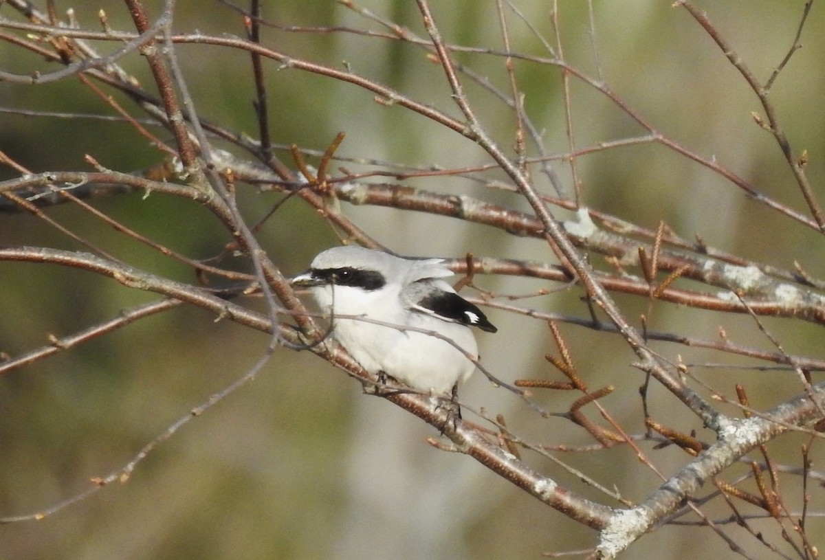 Loggerhead Shrike - ML617747008