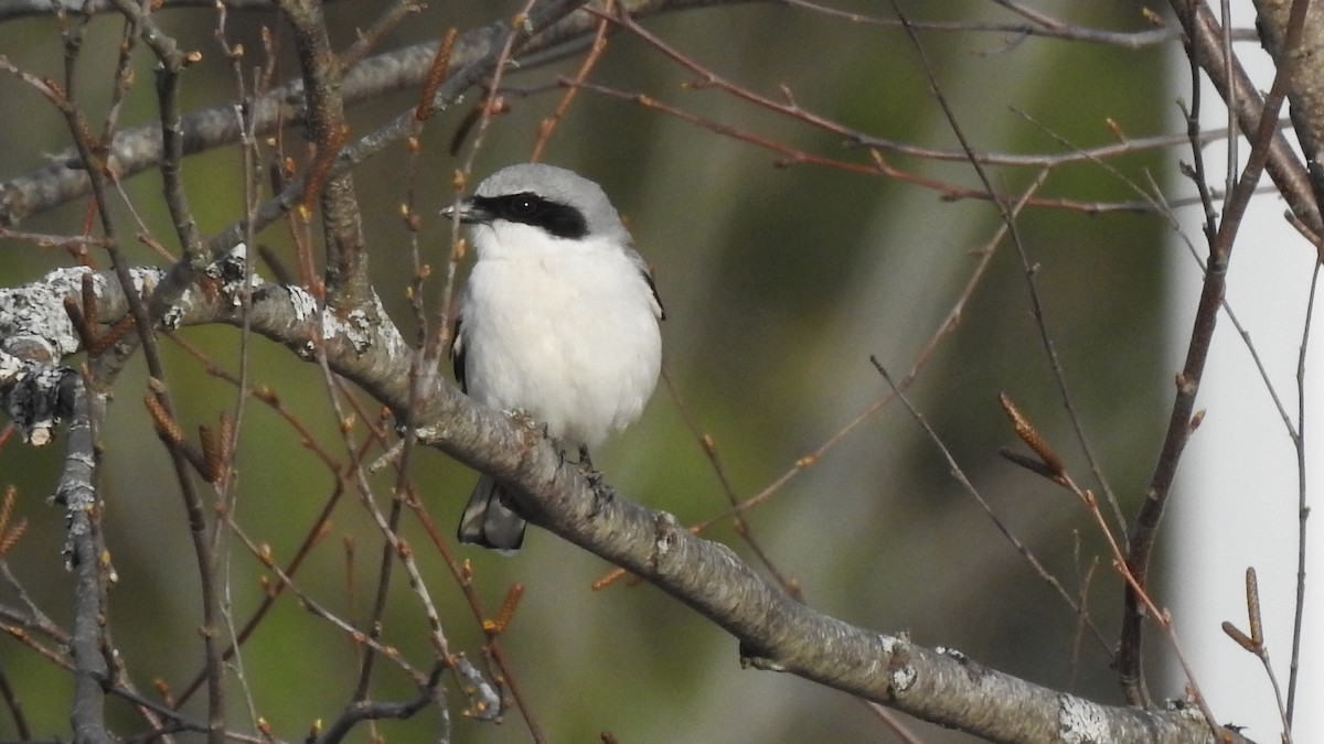 Loggerhead Shrike - ML617747009