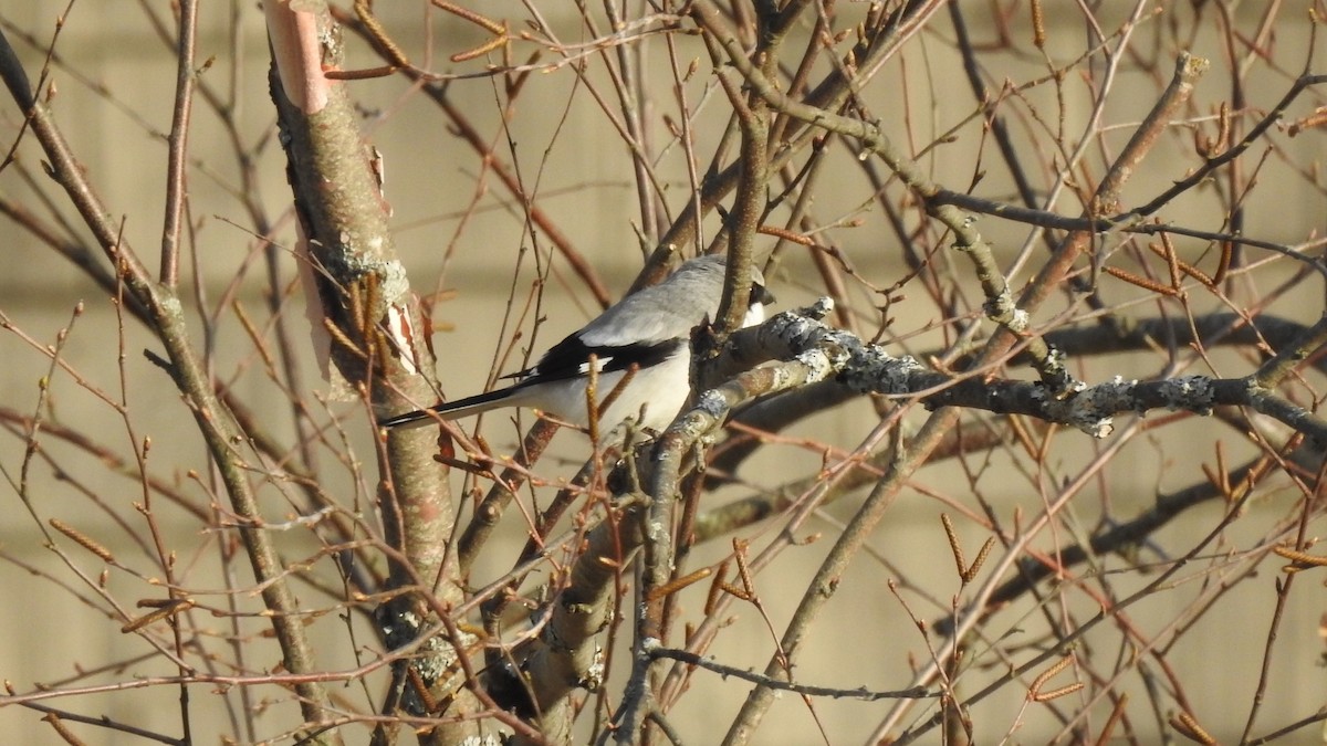 Loggerhead Shrike - ML617747010