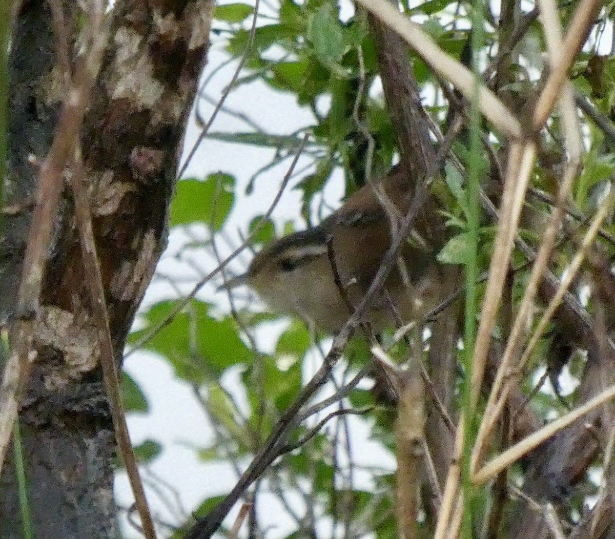 Marsh Wren - ML617747042