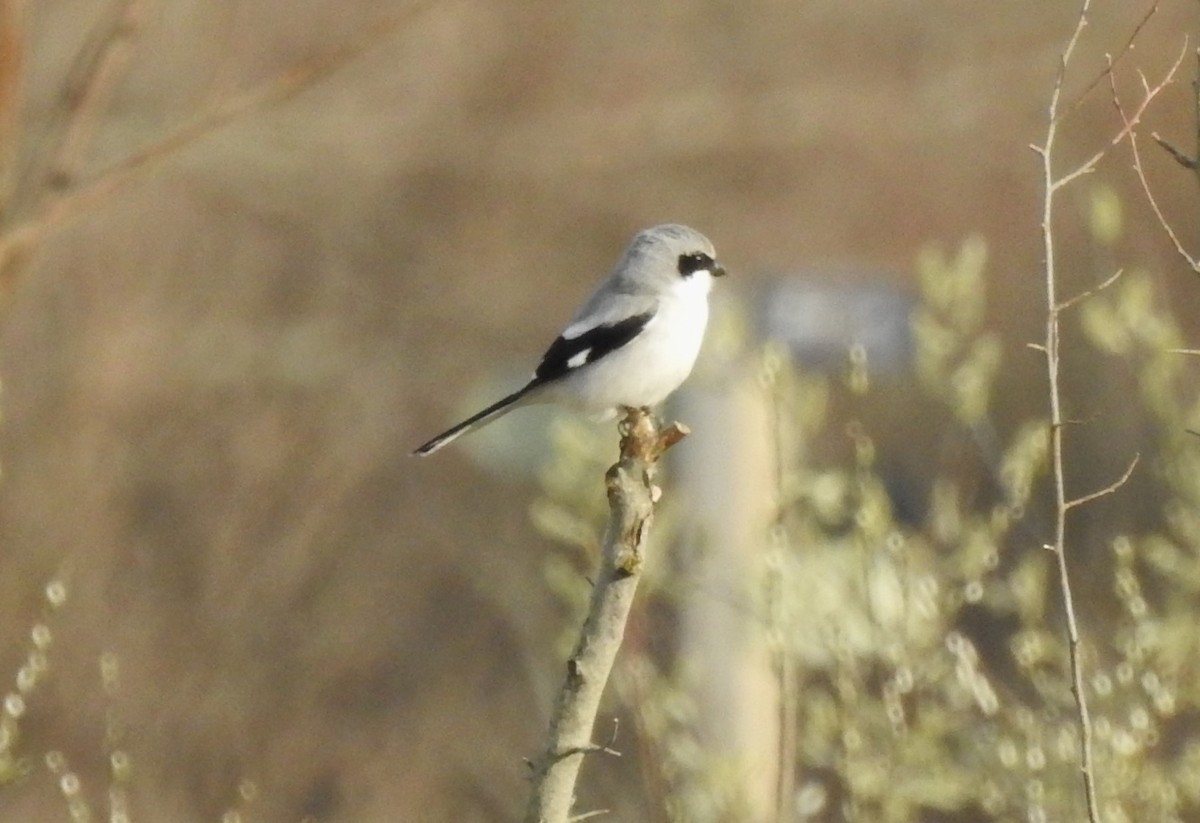 Loggerhead Shrike - ML617747094