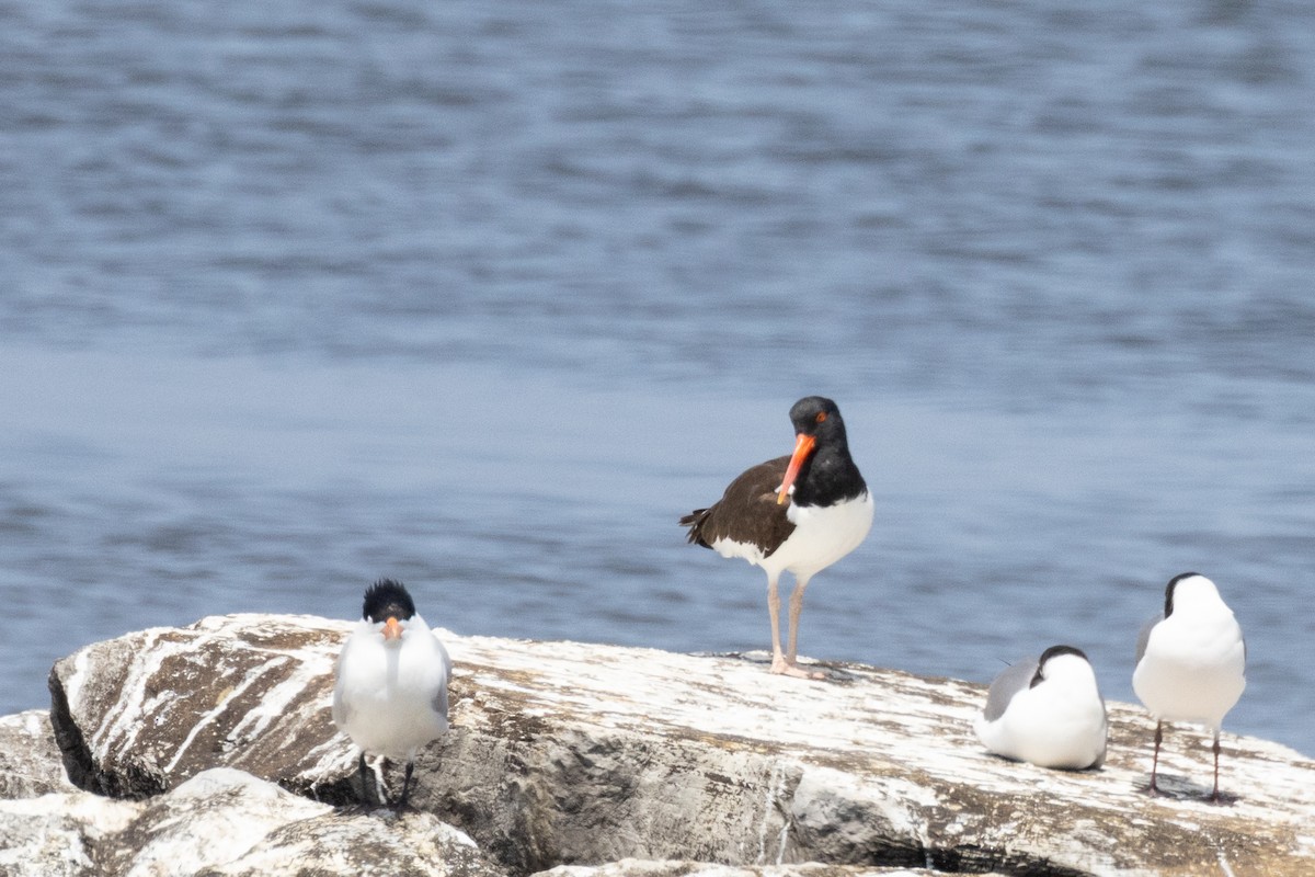 American Oystercatcher - ML617747166