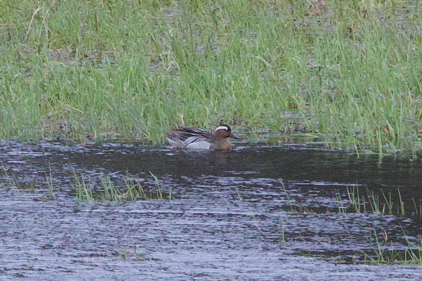 Garganey - Miles Brengle