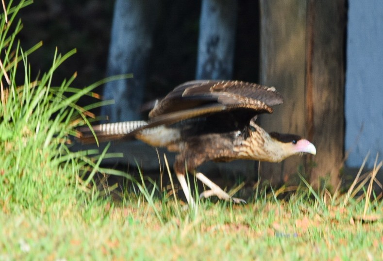 Caracara huppé (cheriway) - ML617747214