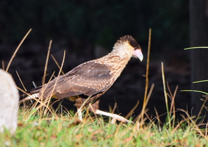 Caracara huppé (cheriway) - ML617747215