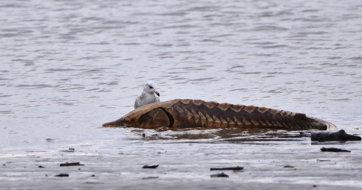 gull sp. - Éric Lambert